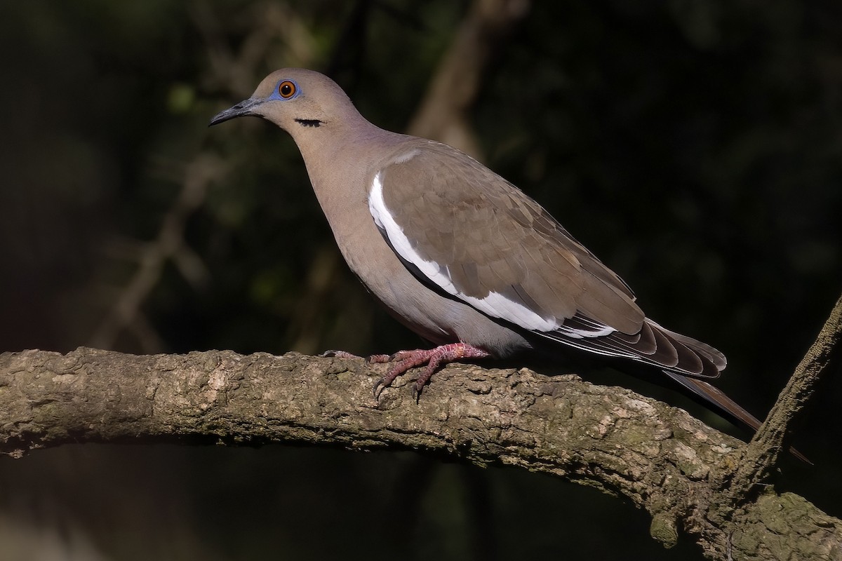 White-winged Dove - ML420630711