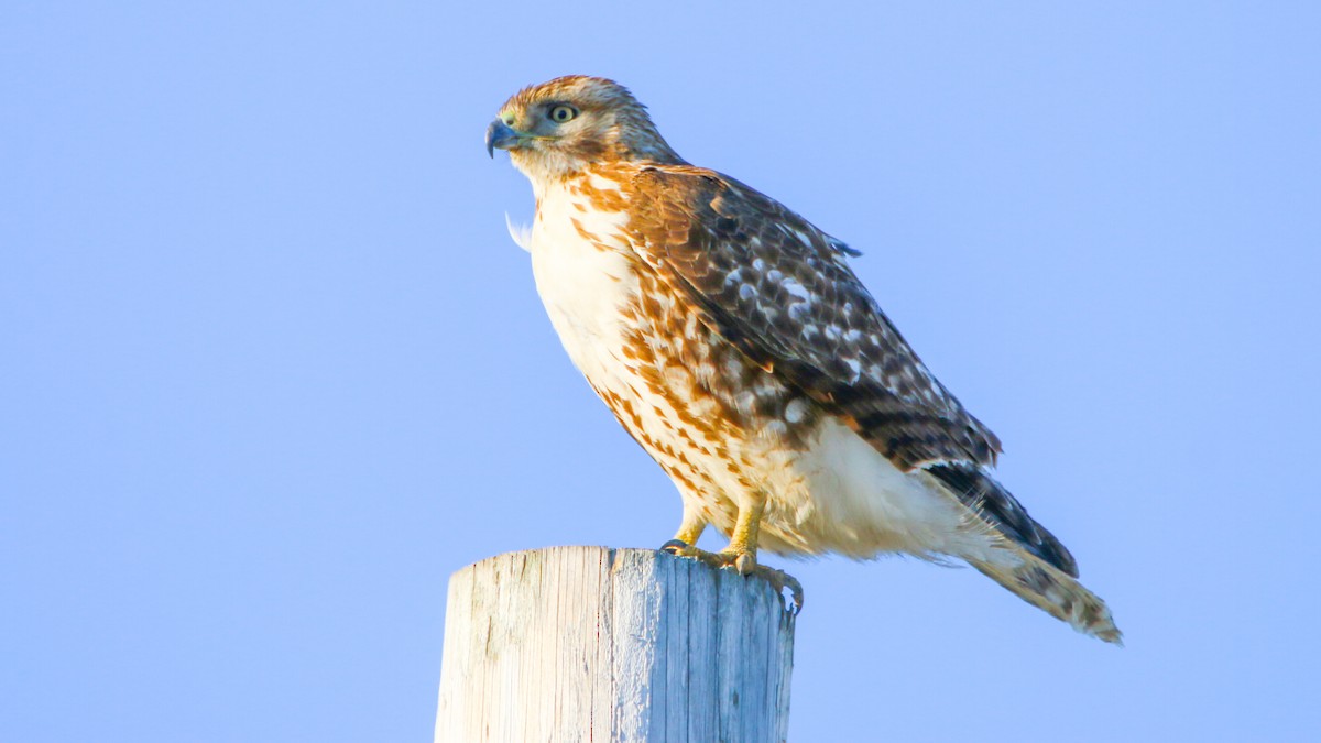 Red-tailed Hawk - Jack McDonald