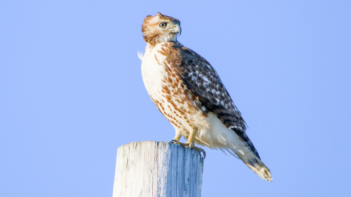 Red-tailed Hawk - ML420630771