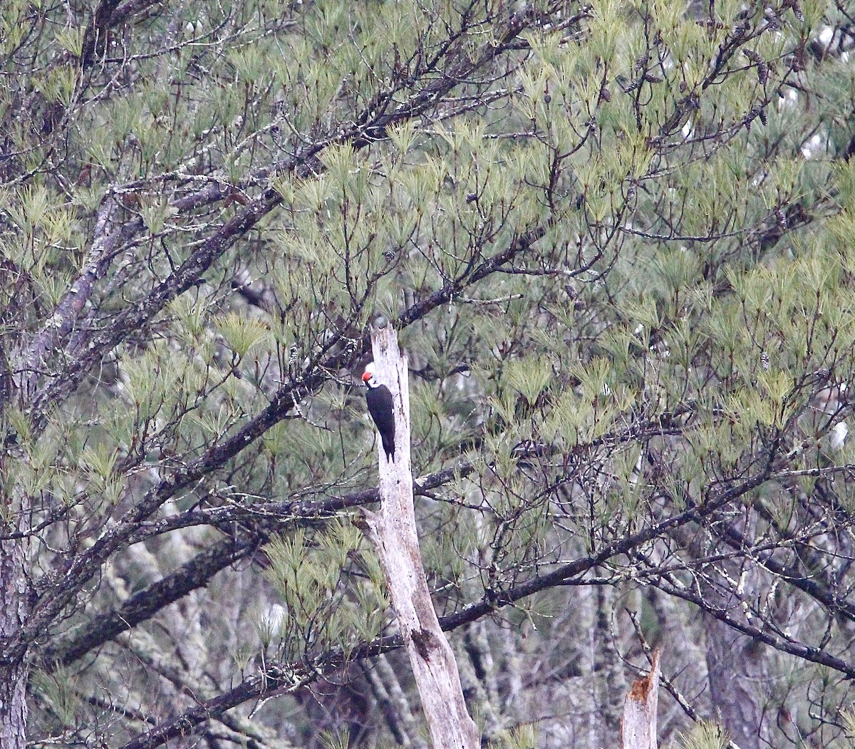 Pileated Woodpecker - ML420631231