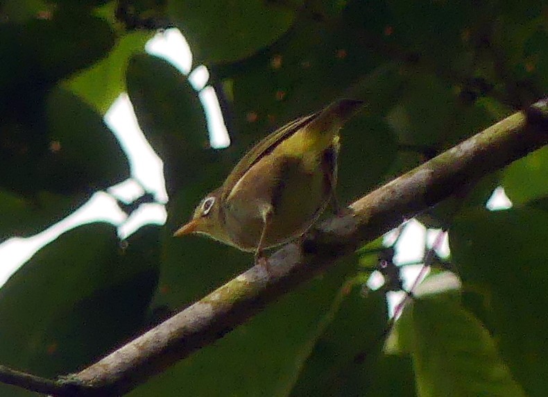 São-Tomé-Brillenvogel - ML420636111