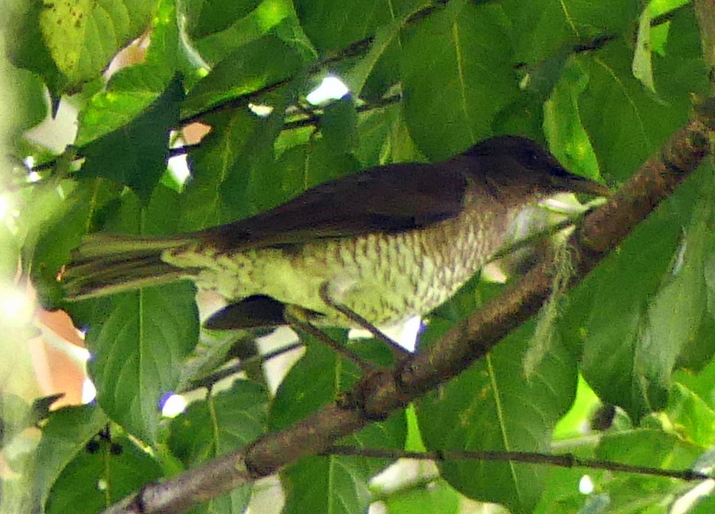 Sao Tome Thrush - ML420636381