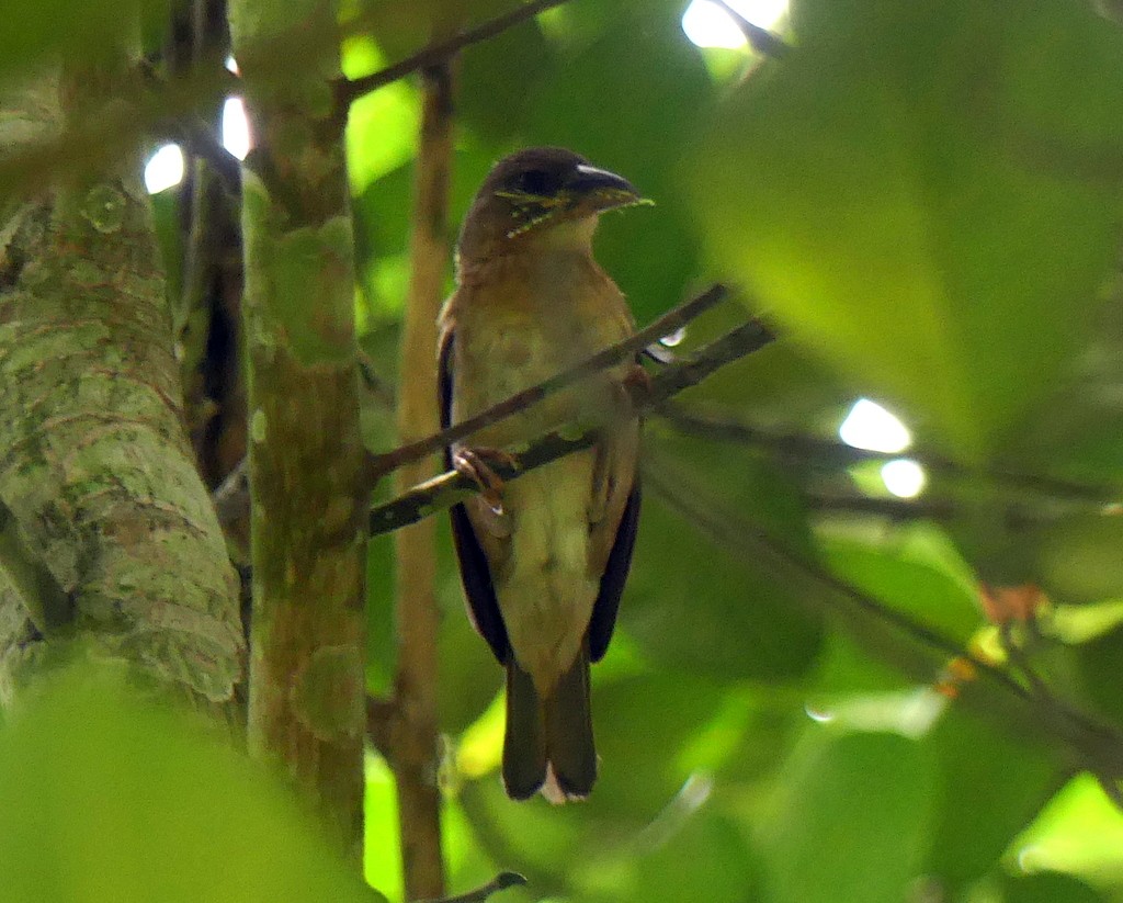 Giant Weaver - ML420638731