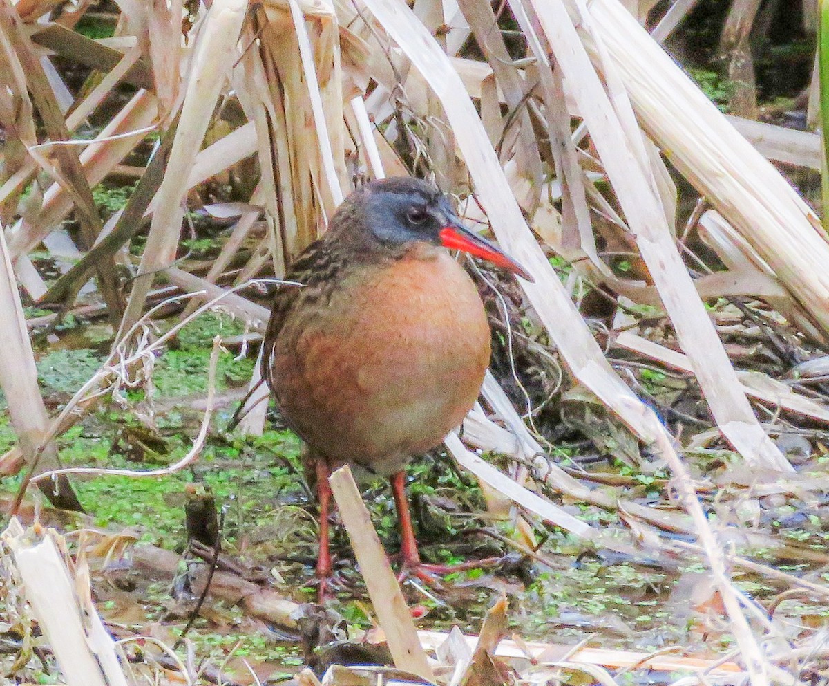 Virginia Rail - Robert Bochenek