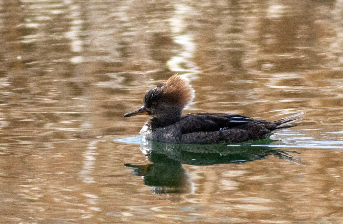 Hooded Merganser - ML420643341