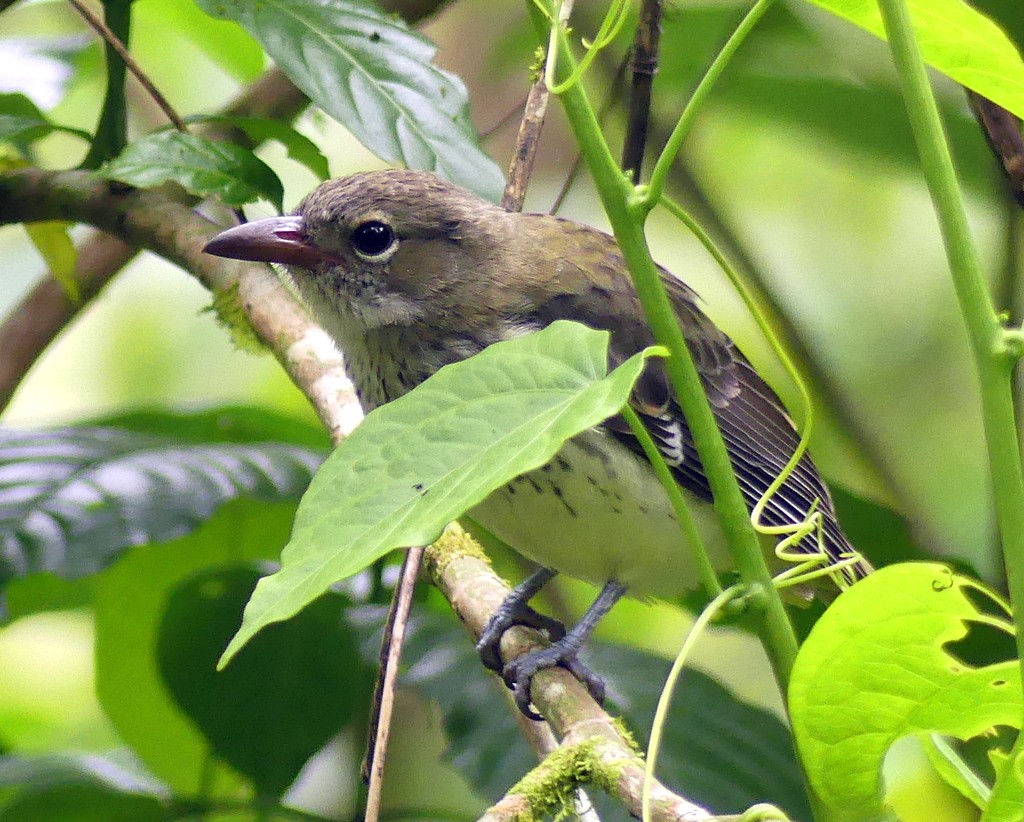 Sao Tome Oriole - ML420644161