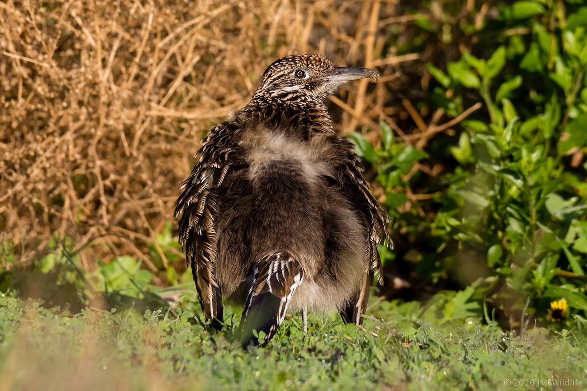 Greater Roadrunner - Jeff Bray