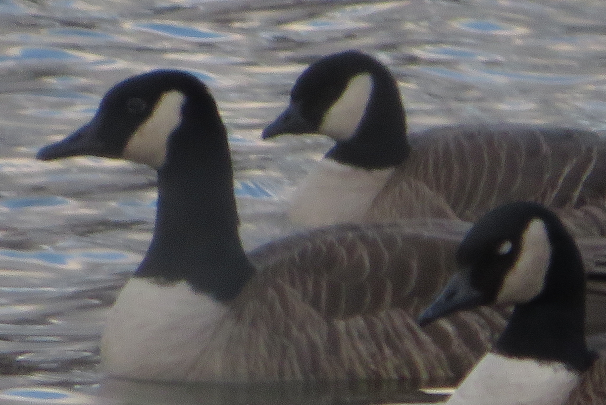 Cackling Goose - ML420648801