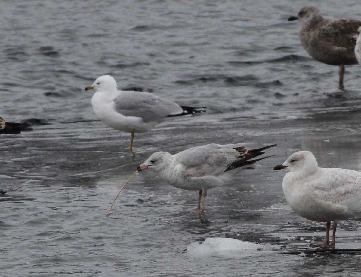 Ring-billed Gull - ML420649151