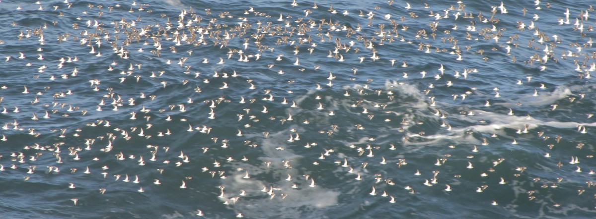 Western Sandpiper - ML42064921