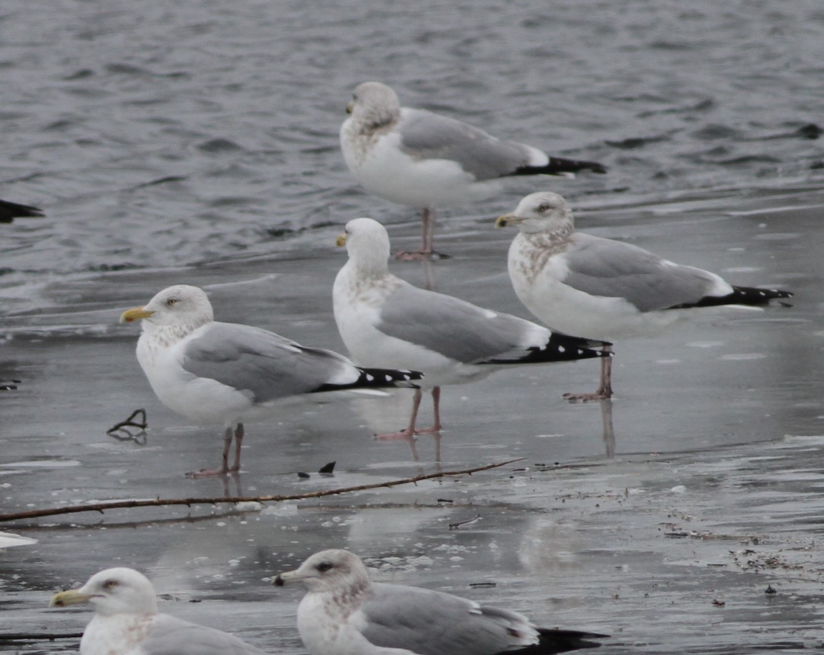 Herring Gull - ML420649491