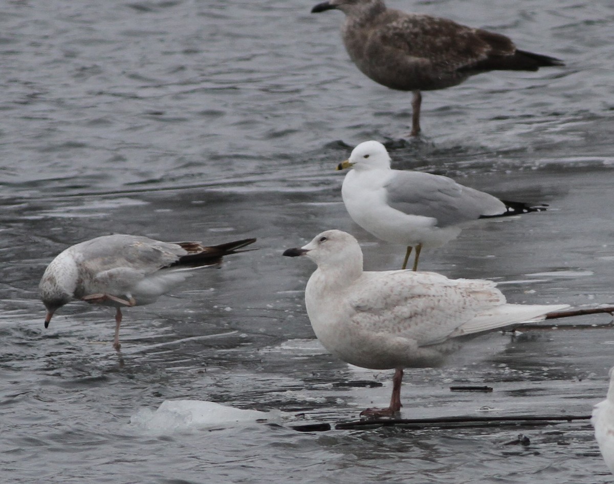 Iceland Gull - David Wheeler