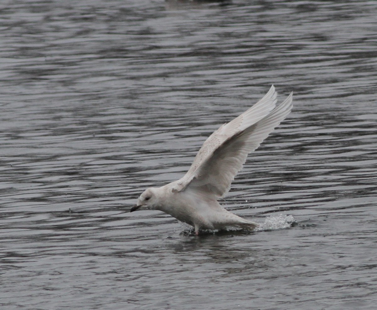 Iceland Gull - ML420649861