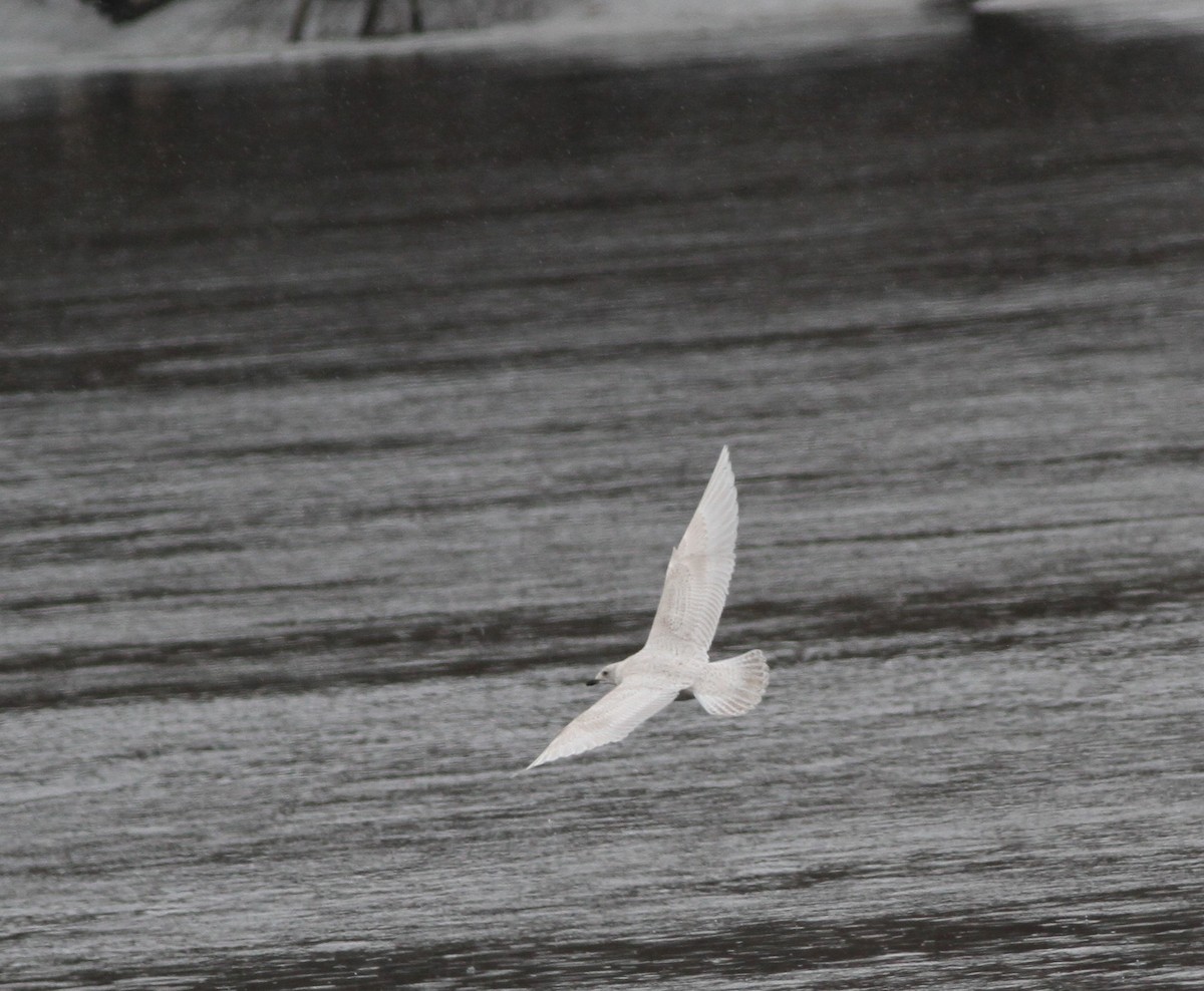 Iceland Gull - ML420649891