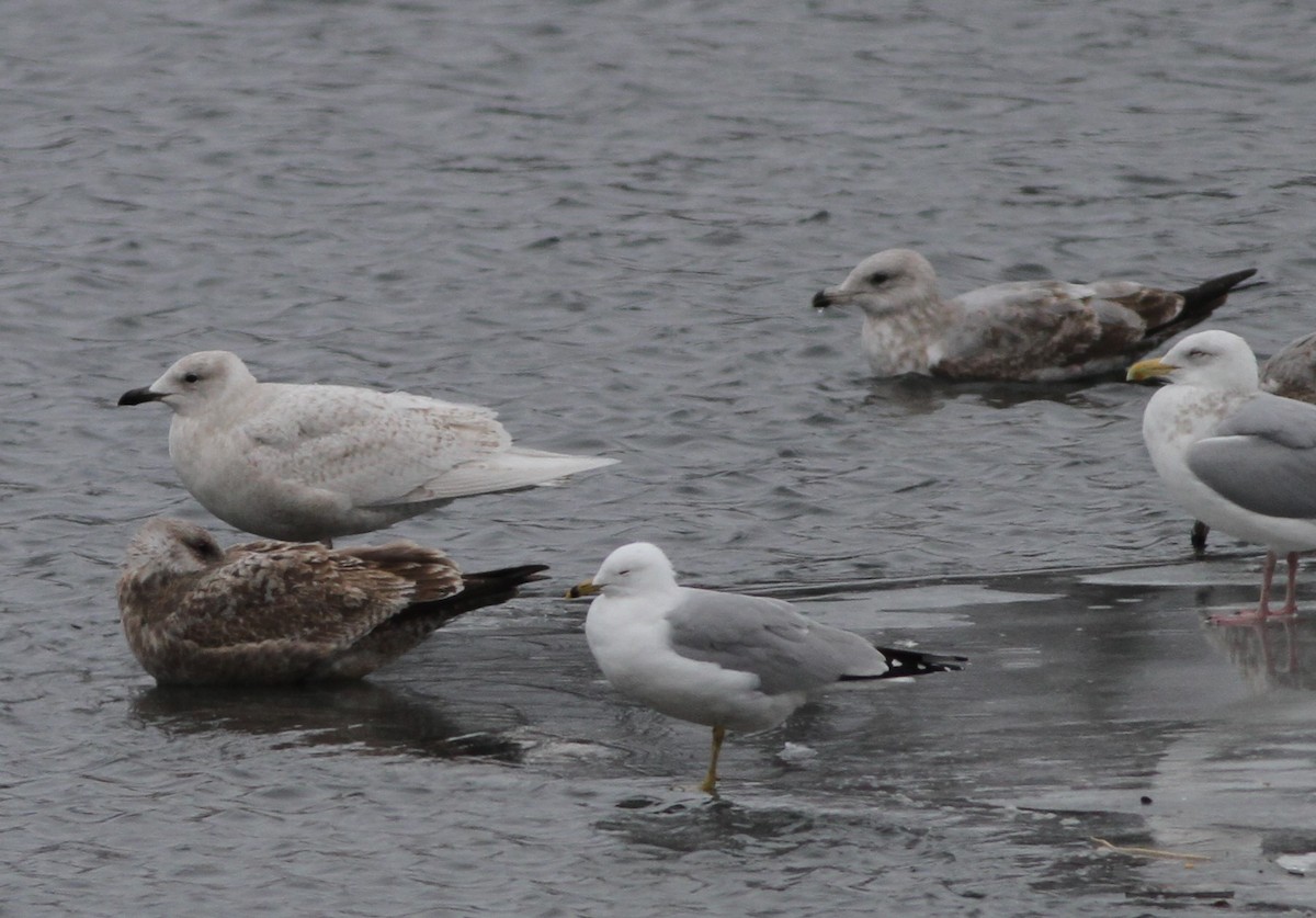 Iceland Gull - ML420649901