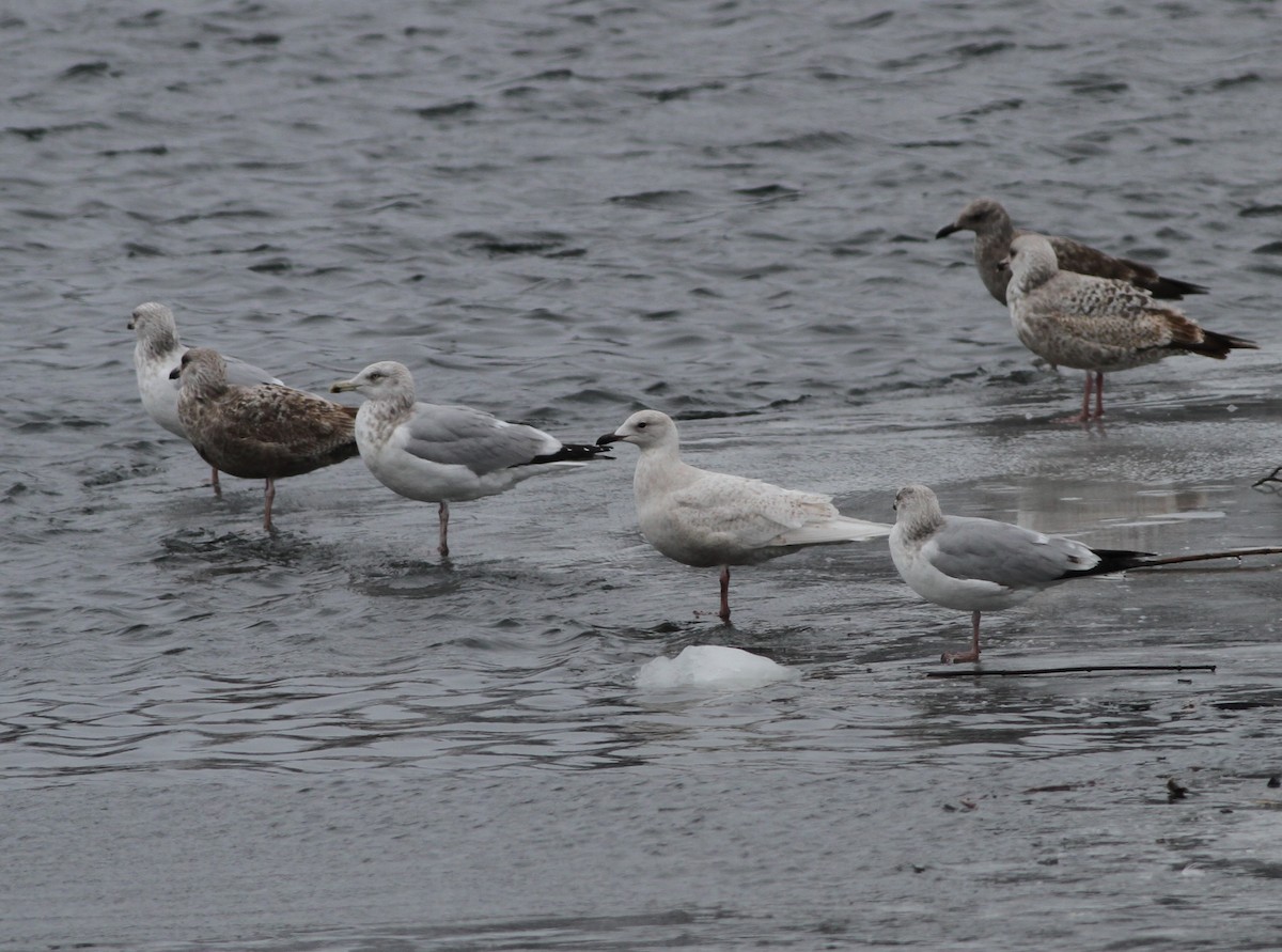 Iceland Gull - ML420649911