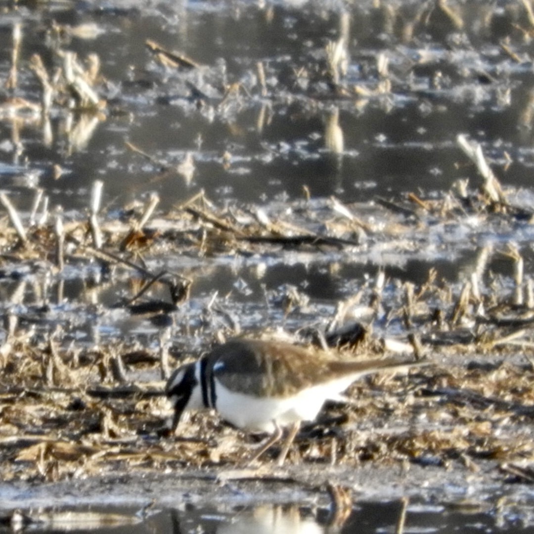 Killdeer - ML420651191