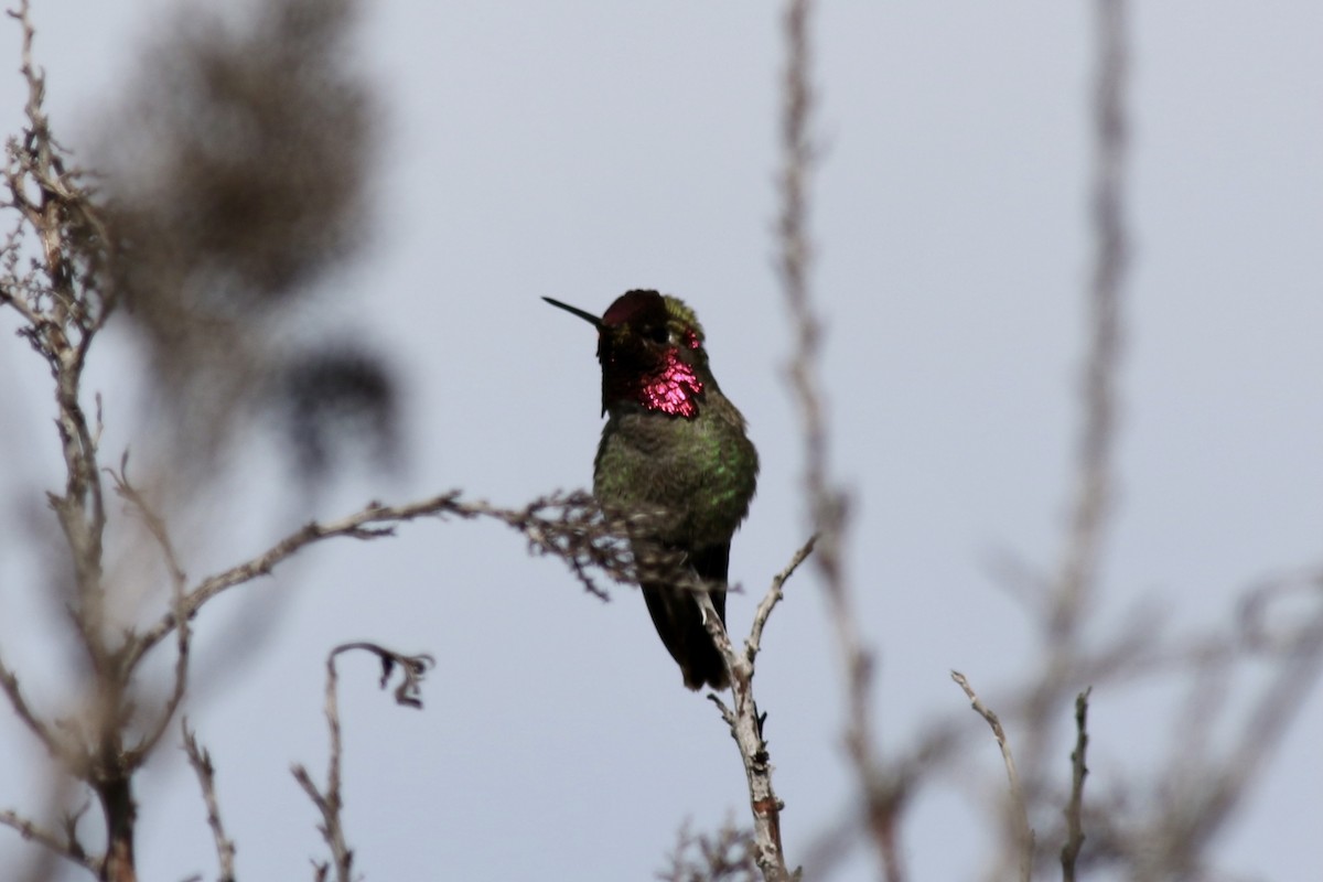 Anna's Hummingbird - ML420651411