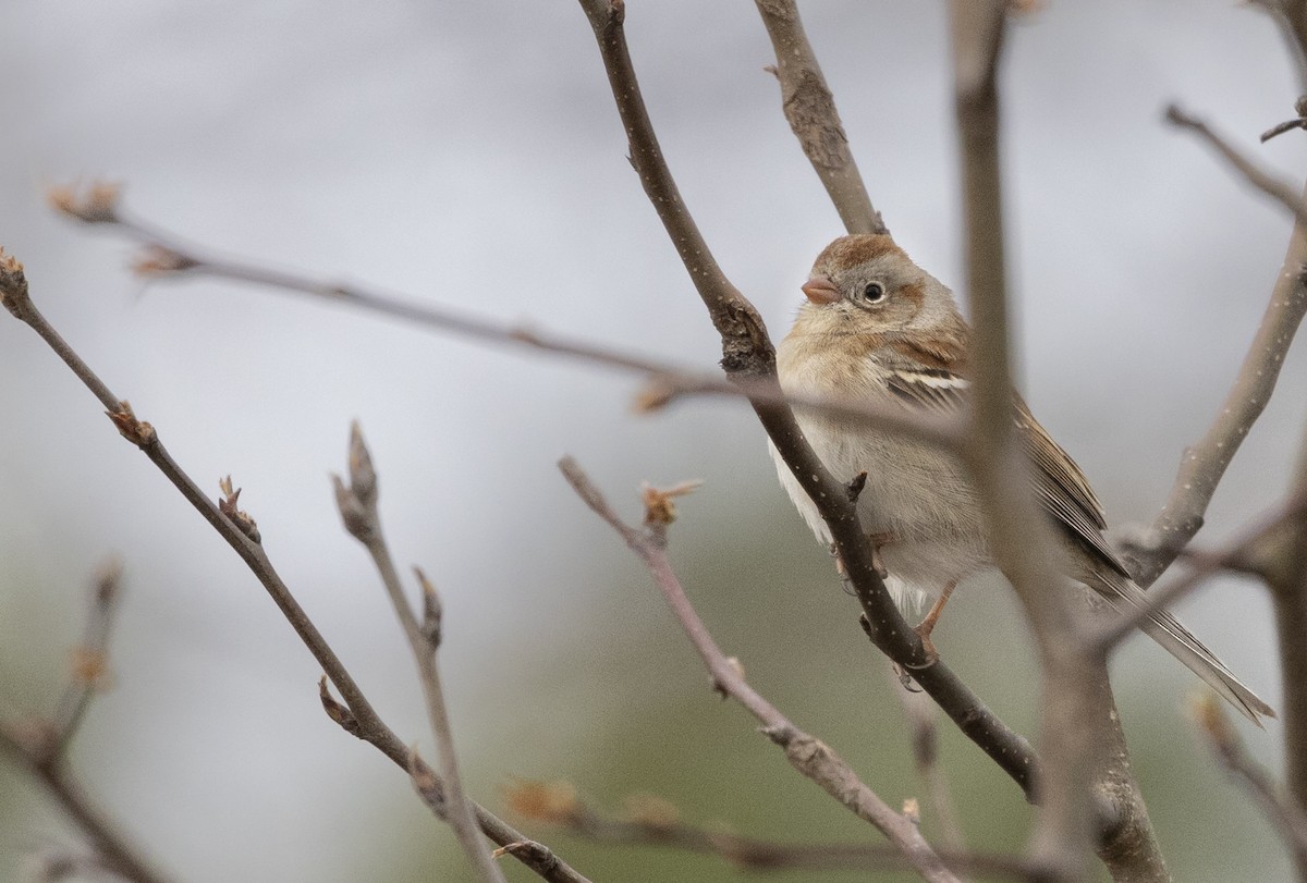 Field Sparrow - ML420653311