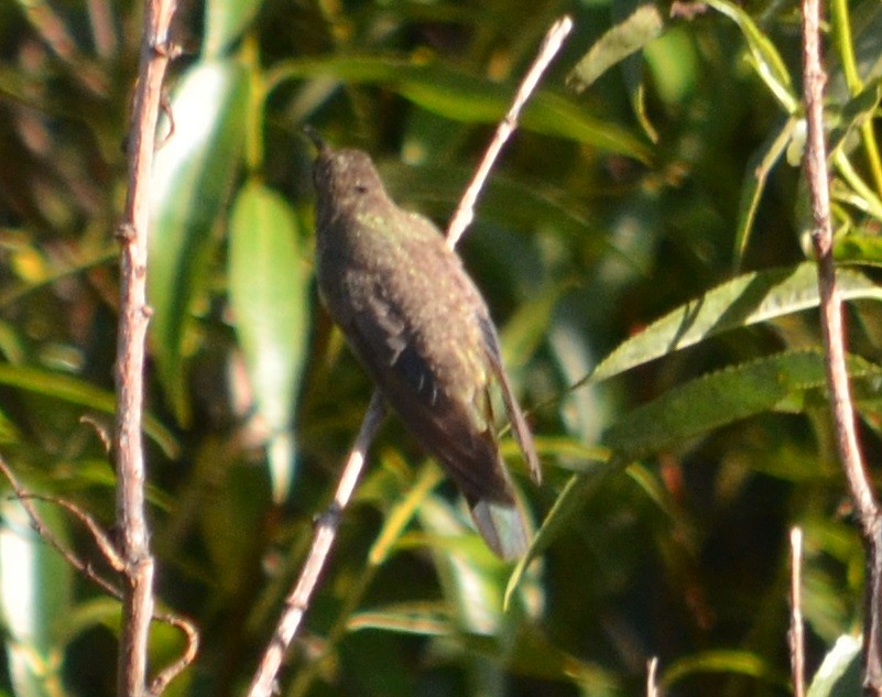 Giant Hummingbird - ML420656441