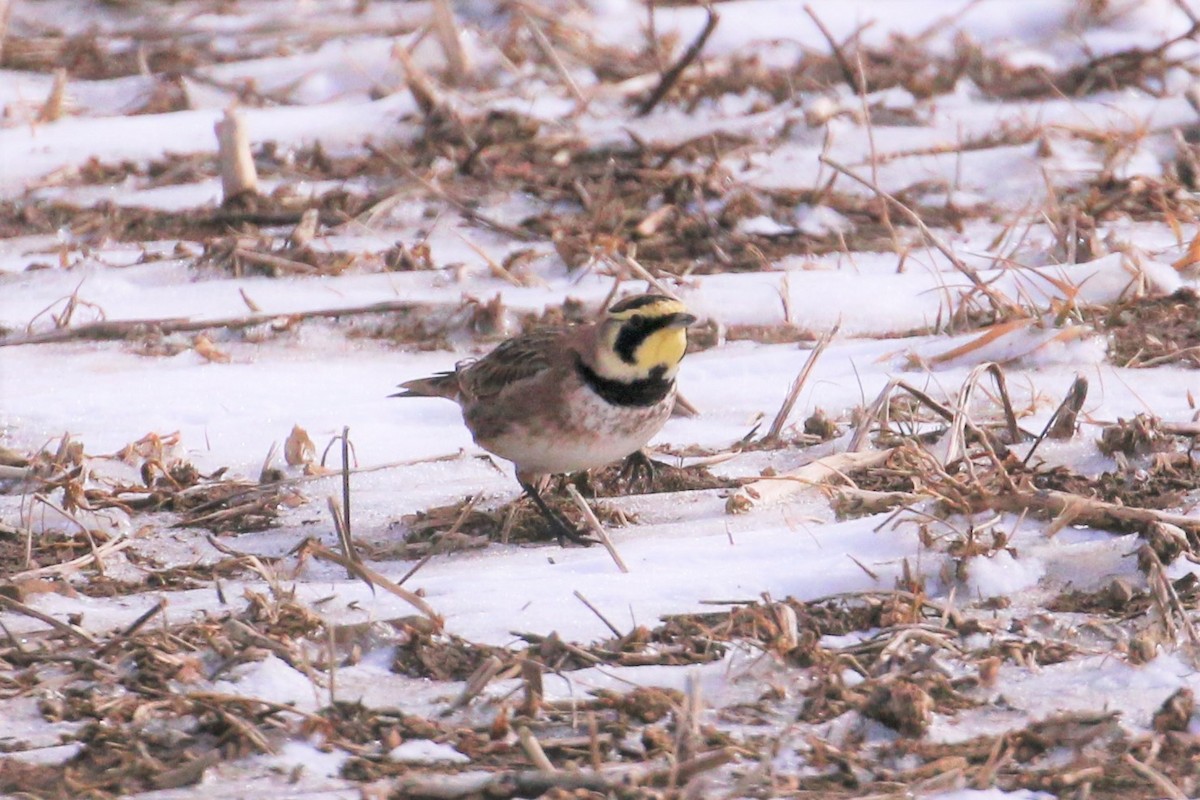 Horned Lark - Jon Pleizier