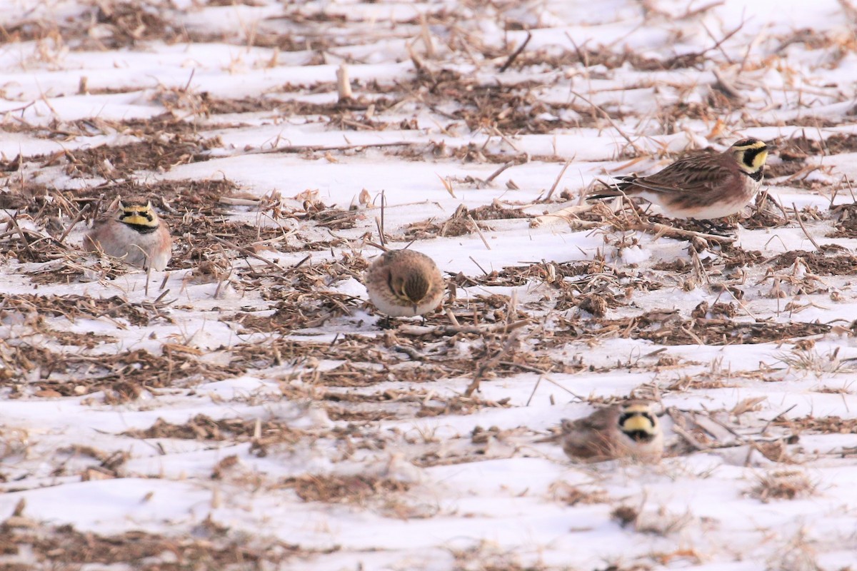 Horned Lark - ML420656841