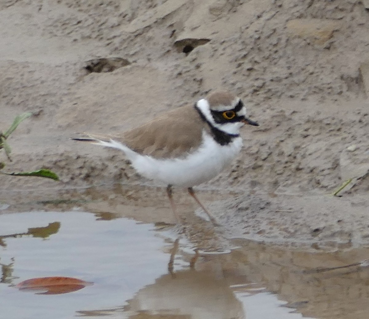 Little Ringed Plover - ML420658201