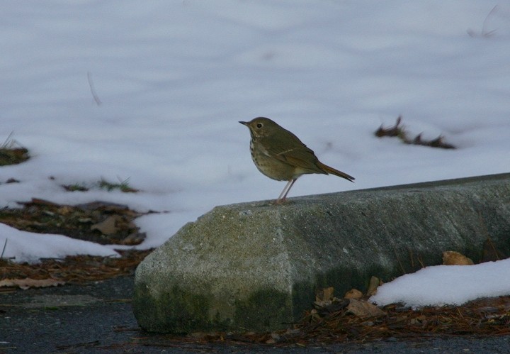 Hermit Thrush - ML420660191