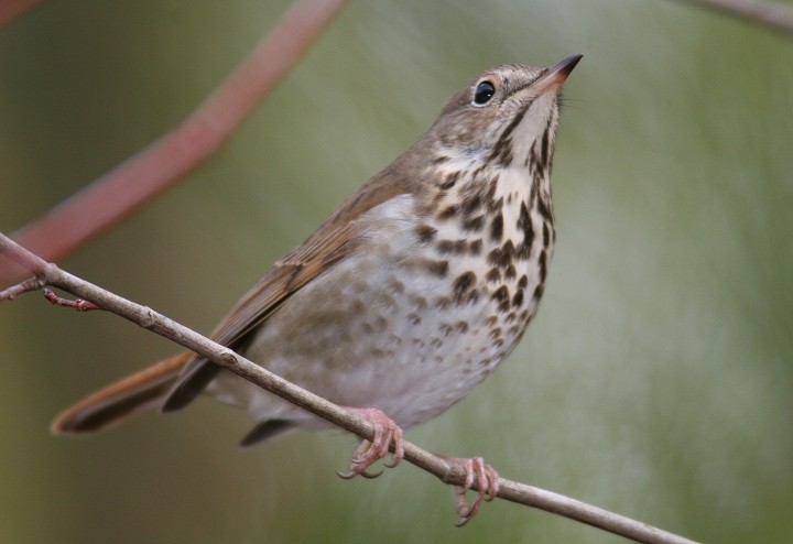 Hermit Thrush - ML420660341