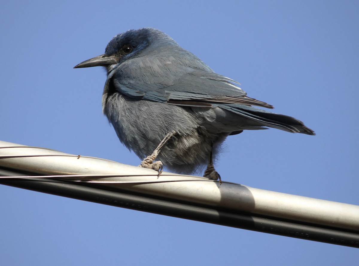 Pinyon Jay - Andrew Theus