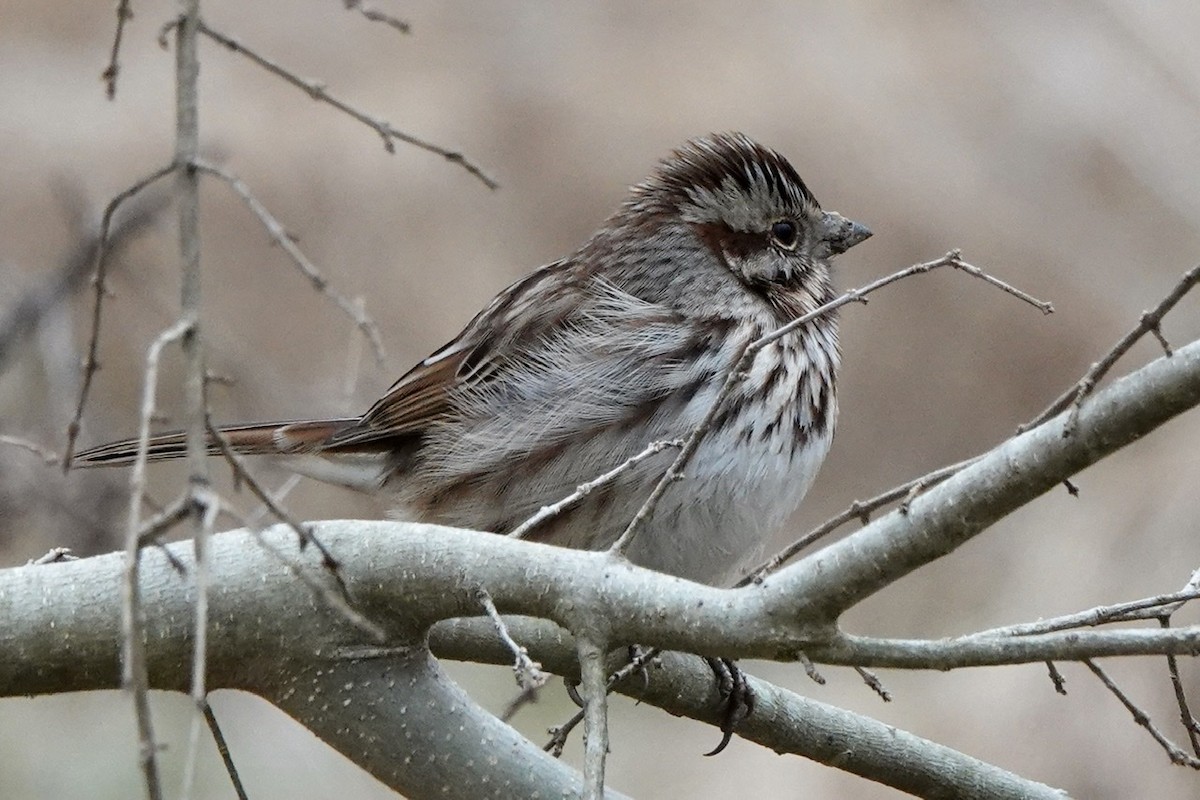 Song Sparrow - ML420662281