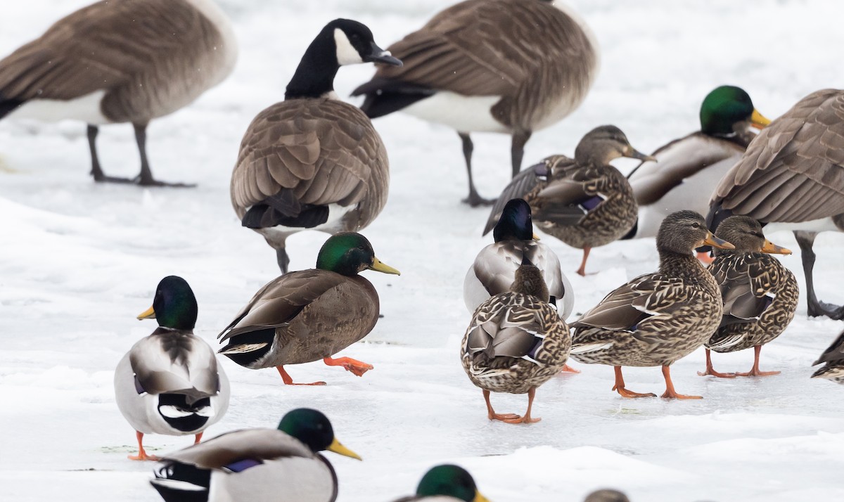 Mallard x American Black Duck (hybrid) - ML420662361