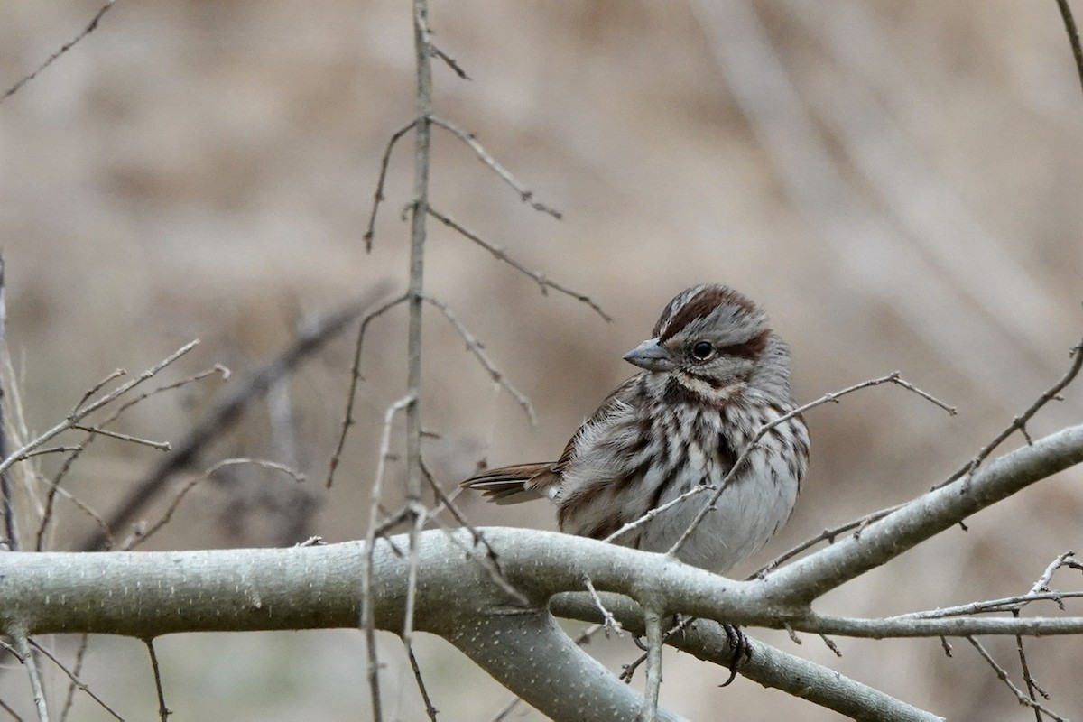 Song Sparrow - ML420662371