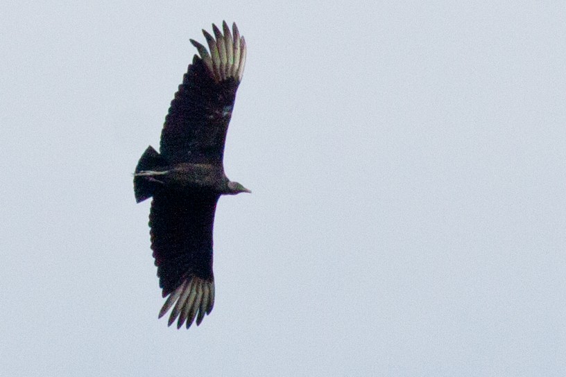 Black Vulture - Sue Wright