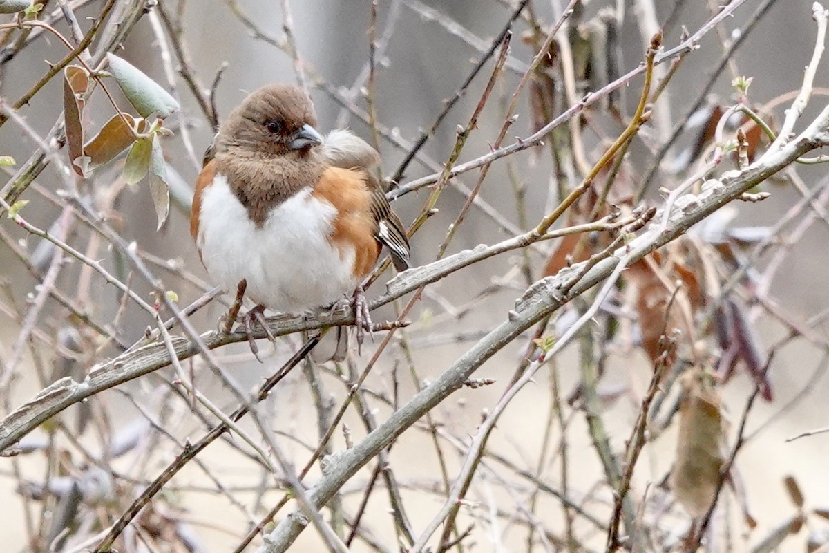 Eastern Towhee - ML420662621