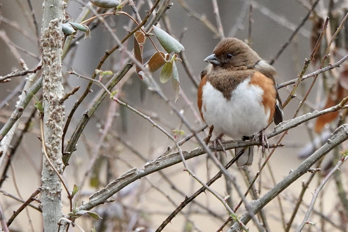 Eastern Towhee - ML420662711