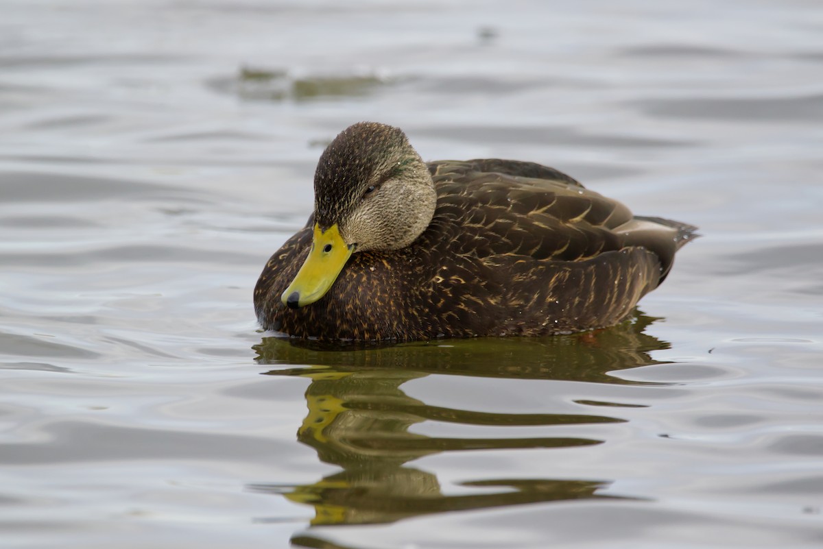 Canard noir - ML420663641