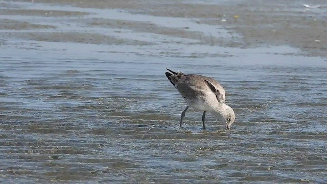 Willet - ML420666611