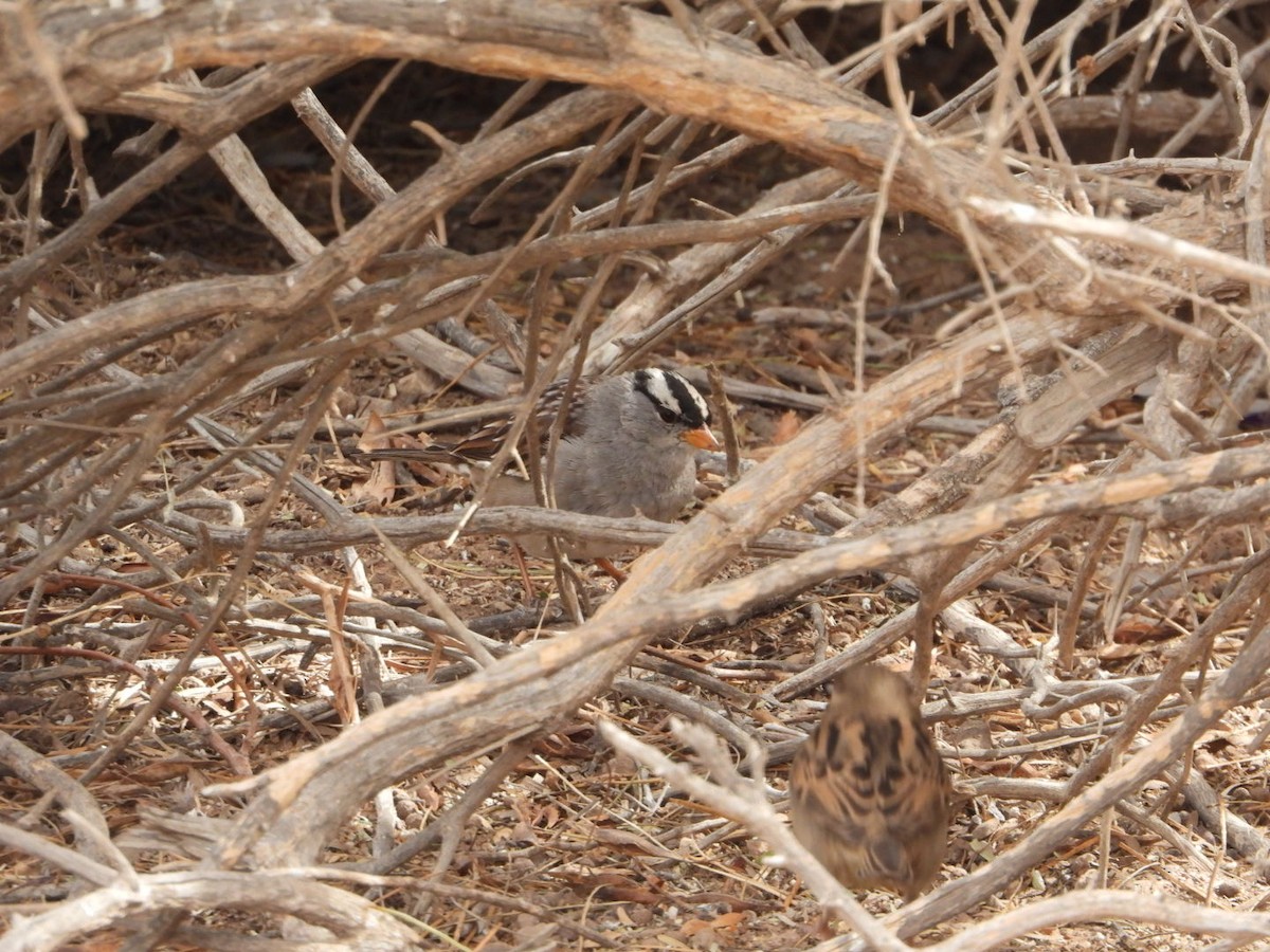 White-crowned Sparrow (oriantha) - Pema Zonglo