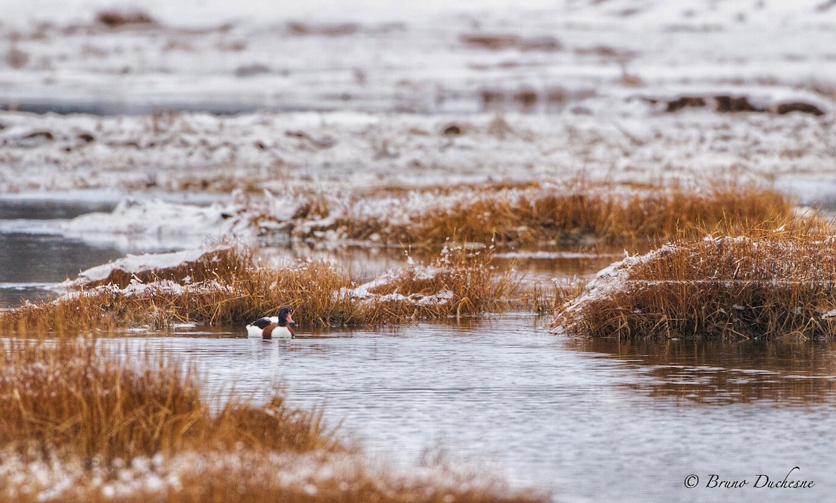 Common Shelduck - ML42066691