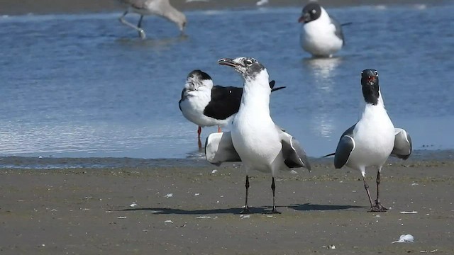 Laughing Gull - ML420667361