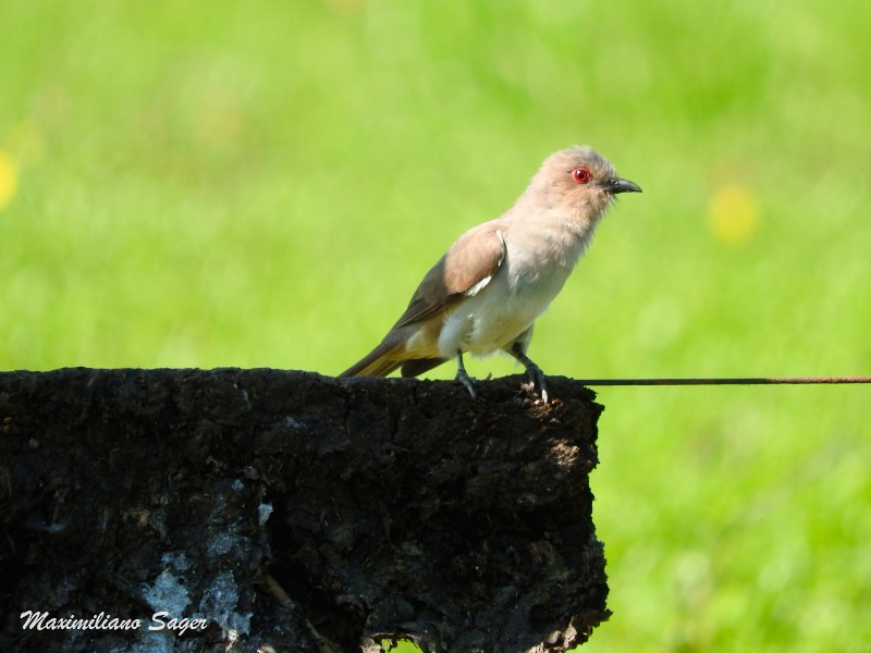 Ash-colored Cuckoo - ML42066771