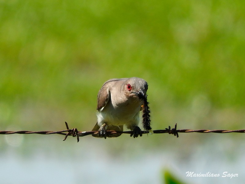 Ash-colored Cuckoo - ML42066781