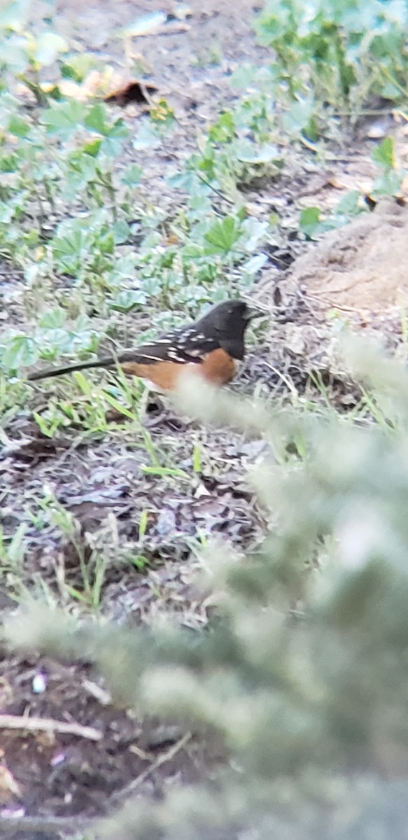 Spotted Towhee - ML420669121