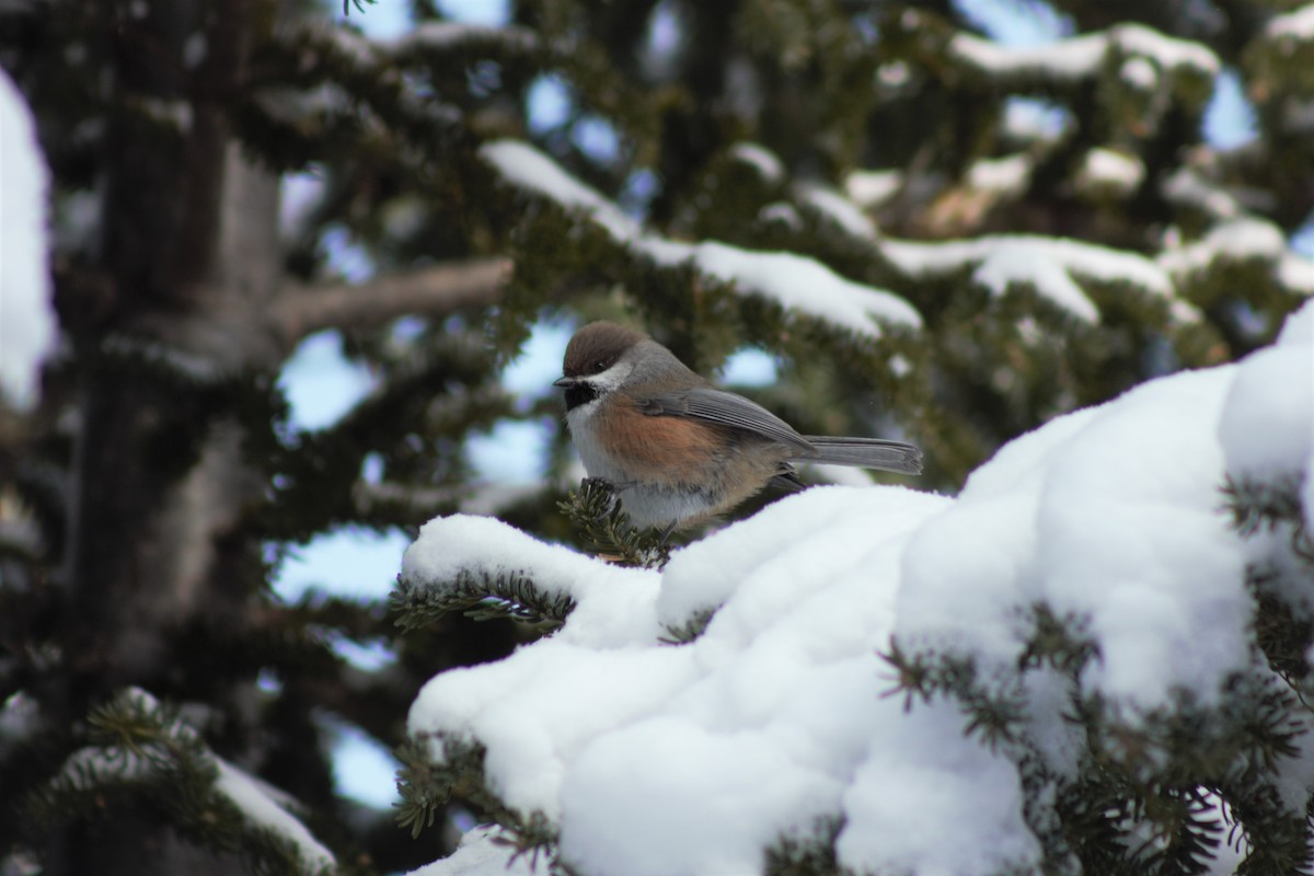 Boreal Chickadee - ML420670731