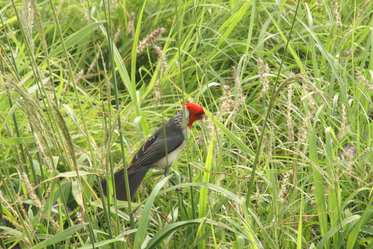 紅冠唐納雀 - ML420672071