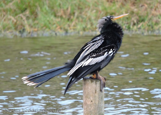 Anhinga Americana - ML42067331