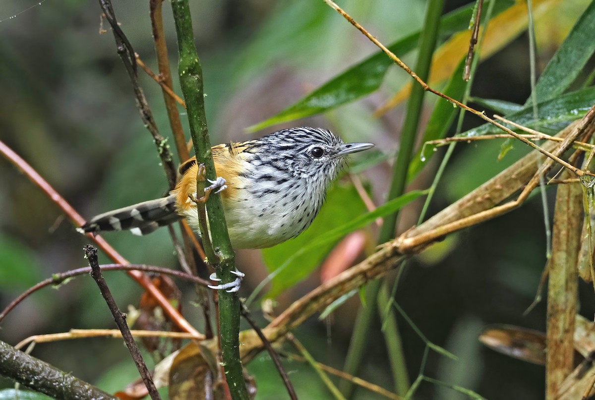 Streak-headed Antbird - Sam Woods