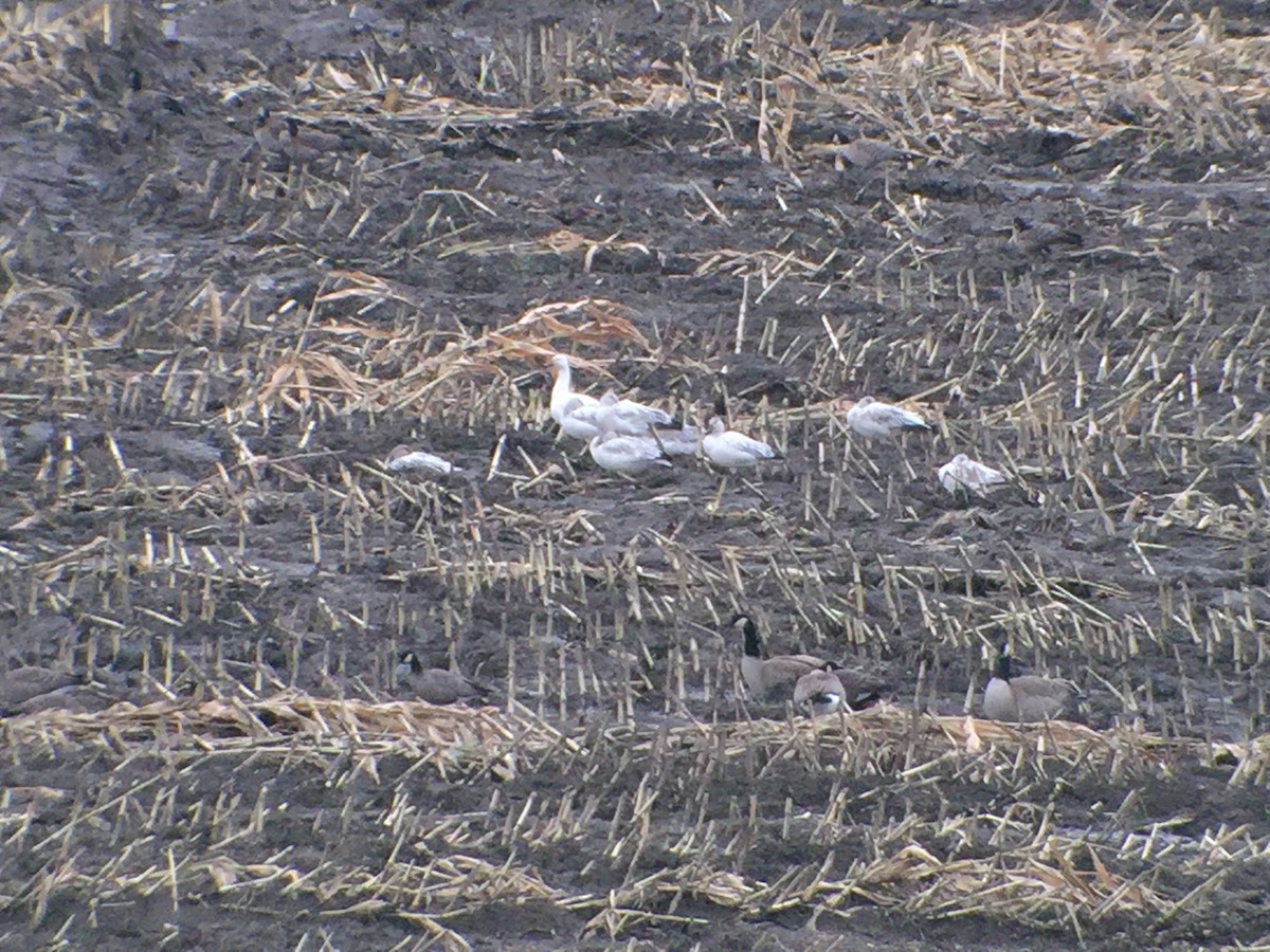 Snow Goose - ML42067421