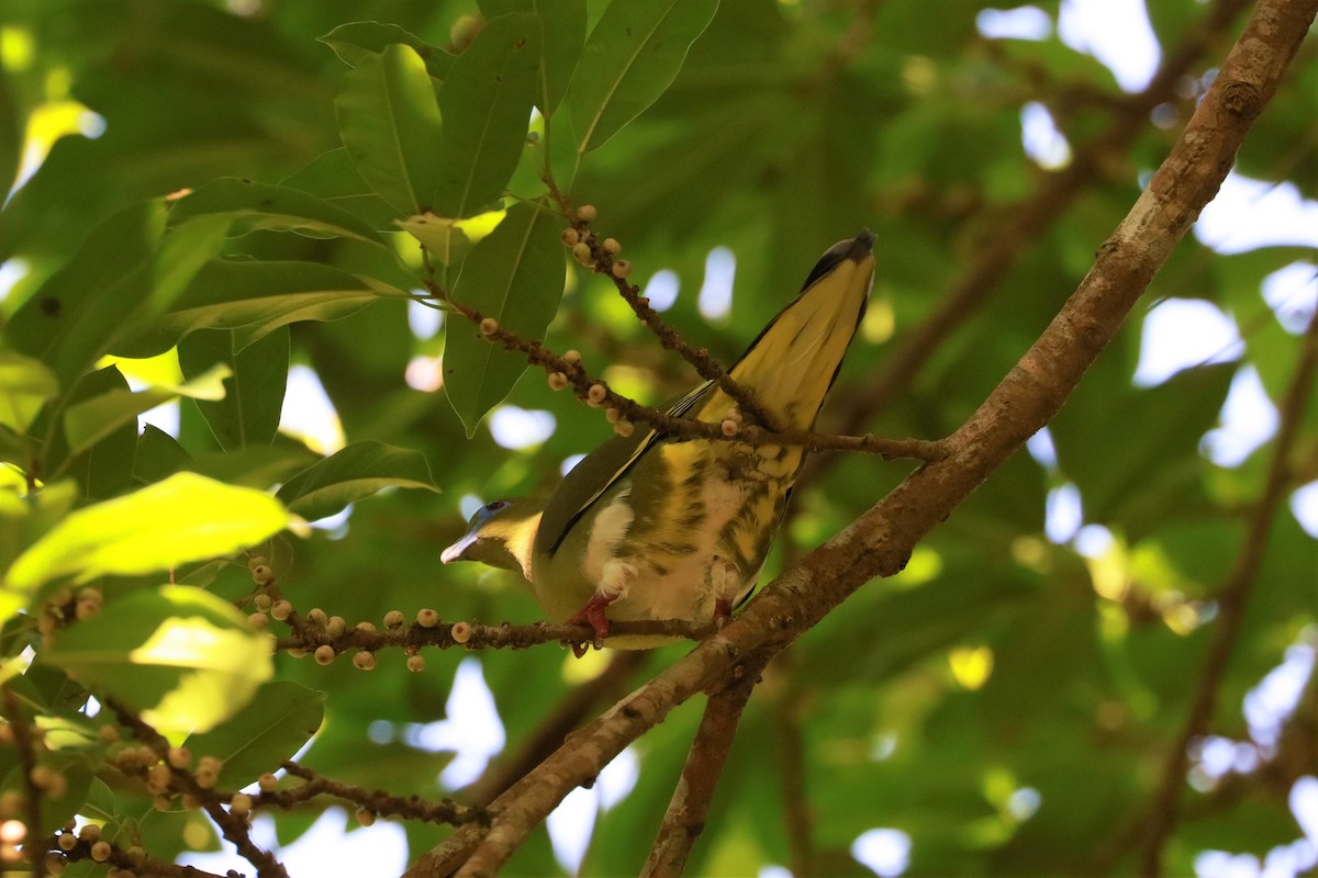 Yellow-vented Green-Pigeon - ML420676401